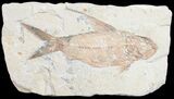 Distinctive Nematonotus Fossil Fish - #9473-1